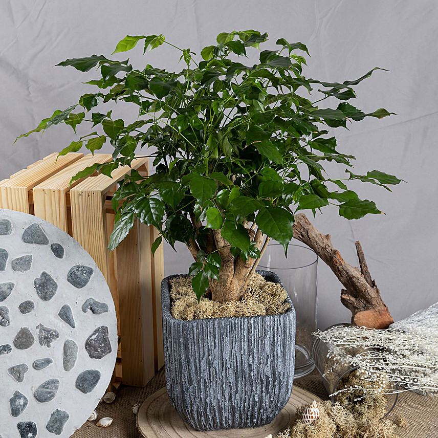 Radermachera Bonsai Plant