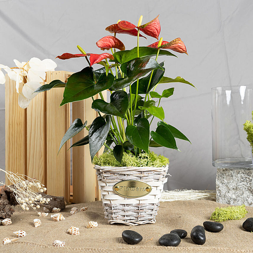 Red Anthurium in Decorative Basket