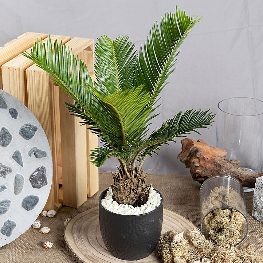 Sago Palm Plant in Black Pot