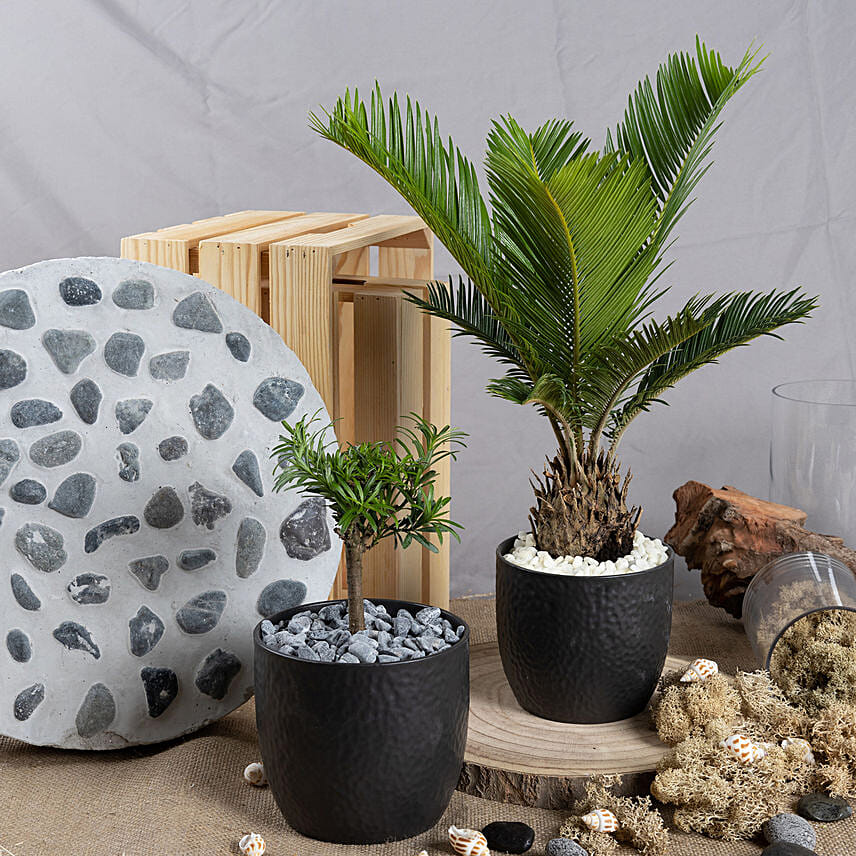 Sago Plam and Buddhist Bonsai Plants