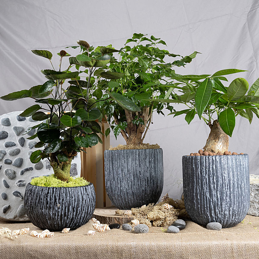 Set of 3 Attractive Bonsai Plants