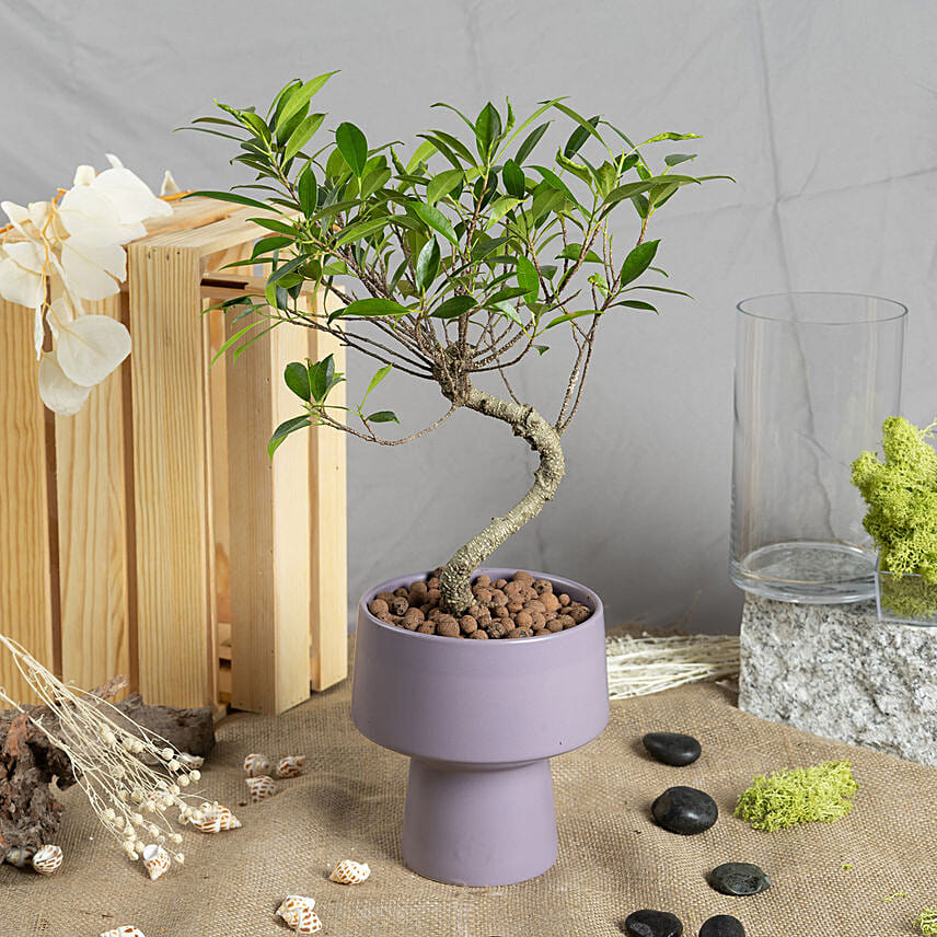 S Shape Small Bonsai Delivery in Singapore FNP SG