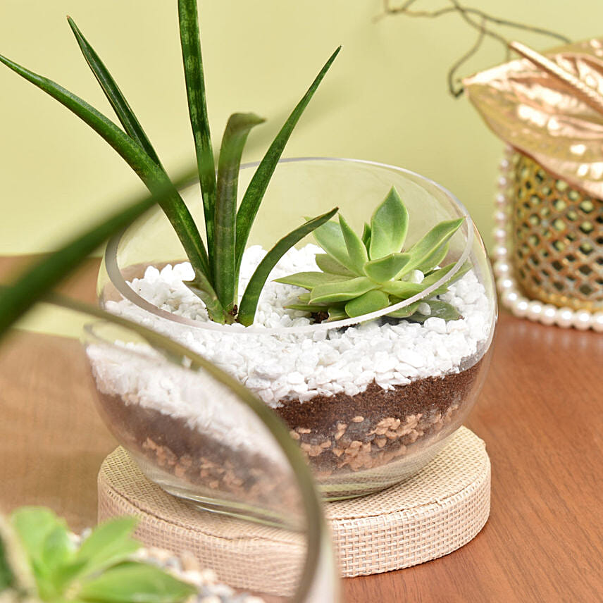 Set of 2 Terrarium Delivery in Singapore FNP SG