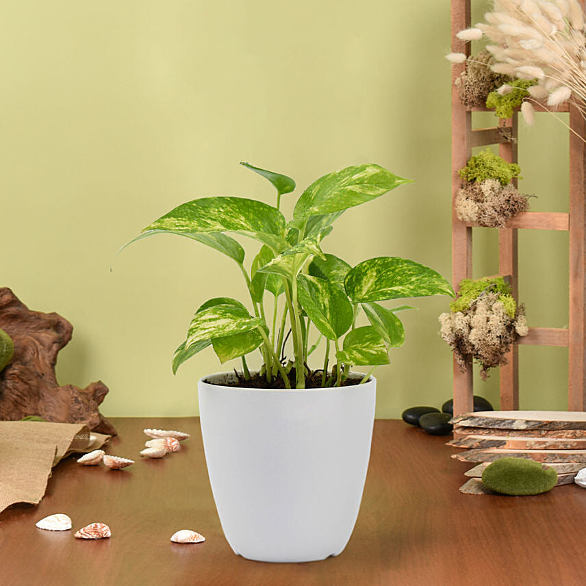 Money Plant in Deisgner Pot