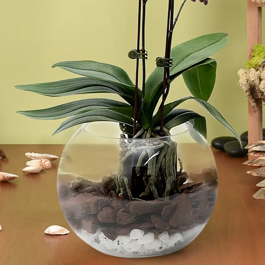 Mini Double Phalaenopsis In Fishbowl Delivery in Singapore FNP SG