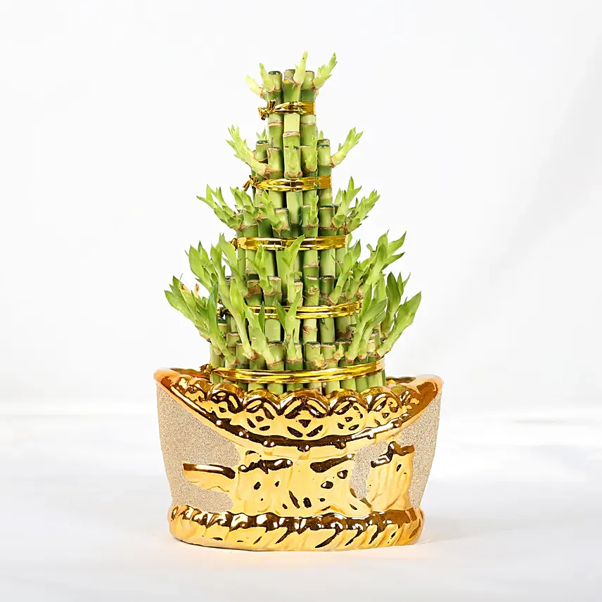 Prosperity Lucky Bamboo