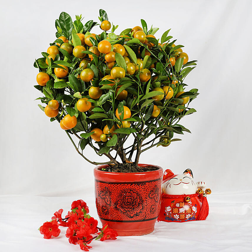 Orange Tree Pot