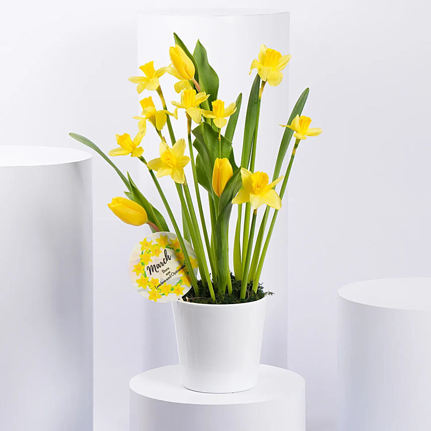 Daffodils and Tulip Flower Pot