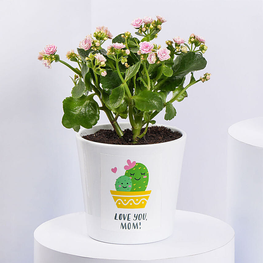 Pink Kalanchoe In Love You Mom Pot