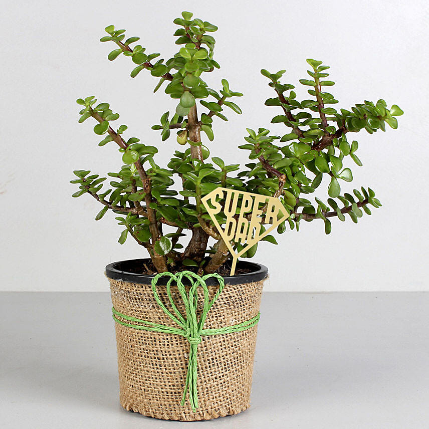 Classic Jade Plant for Fathers Day