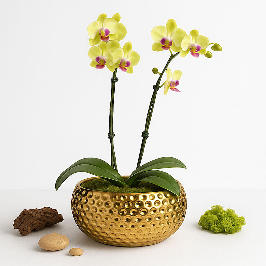 Yellow Phalaenopsis Beauty: New Arrival Plants