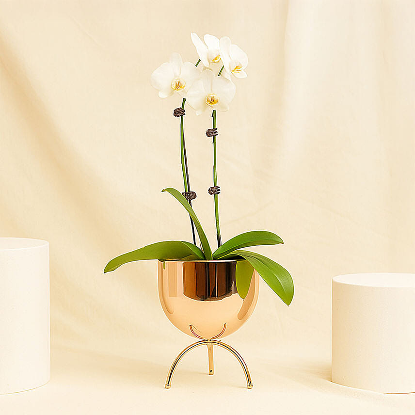 White Orchid plant in Premium Metal Pot: Last Minute Gifts Singapore