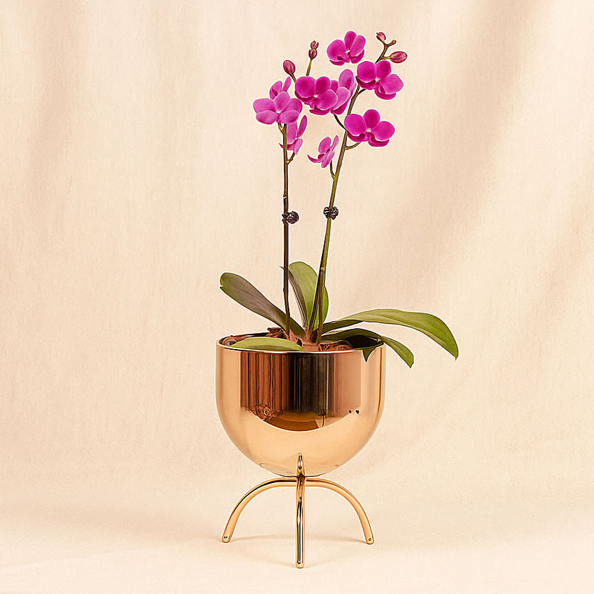 Purple Orchid plant in Premium Metal Pot: Last Minute Gifts Singapore