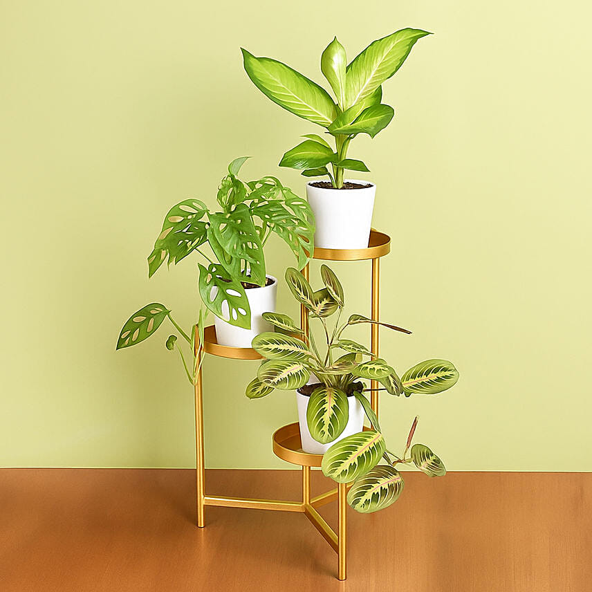 Reduce Noise And Air Pollution Plant Stand: Living Area Plants