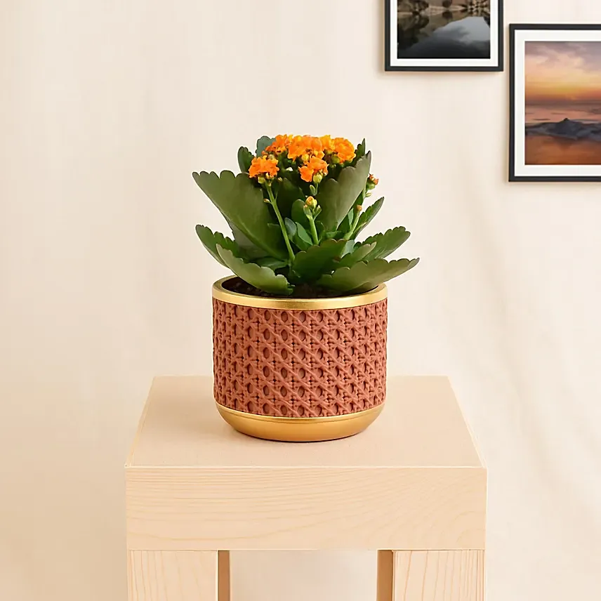Orange Kalanchoe In Ceramic Pot: Bathroom Plants Singapore
