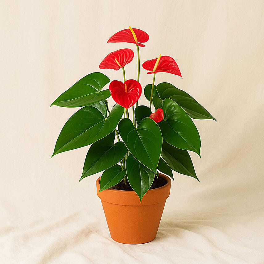 Blooming Anthurium Plant In Round Red Pot: Balcony Plants 