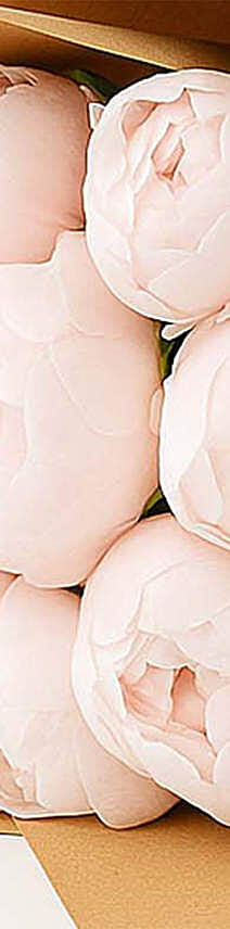 10 Light Pink Peonies Bouquet