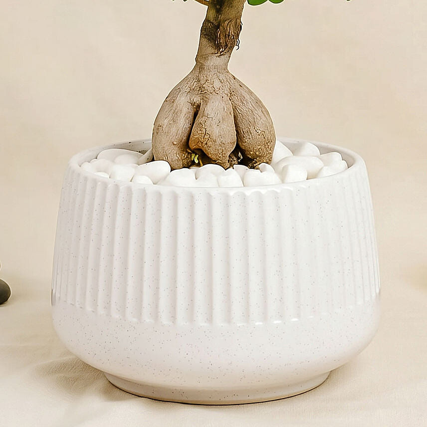 Elegant Outdoor Bonsai Plant in Ceramic Pot