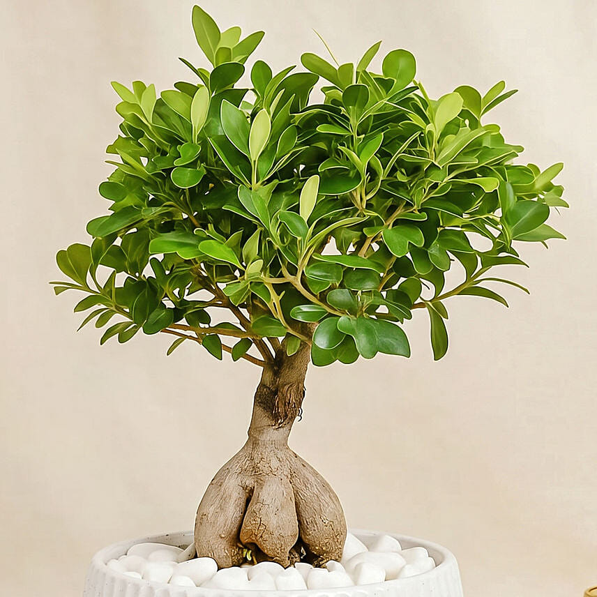 Elegant Outdoor Bonsai Plant in Ceramic Pot
