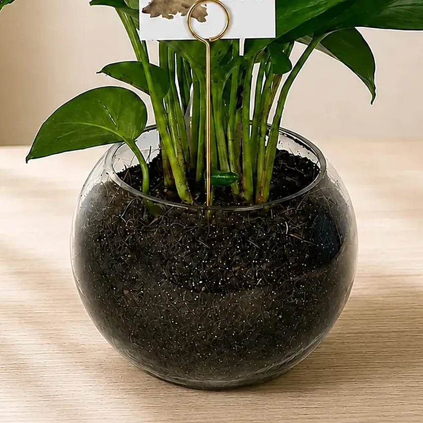 Money Plant Round Vase for Teacher's Day