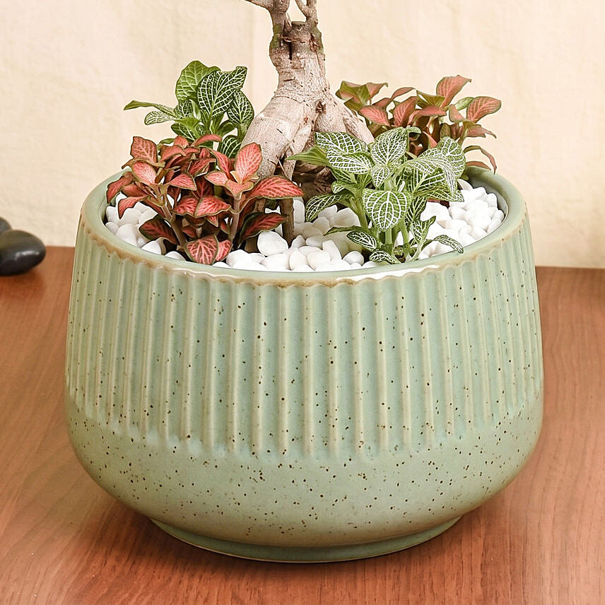Zen Bonsai & Fittonia Botanical Garden in Ceramic Pot