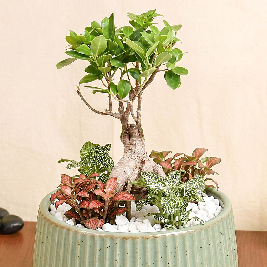 Zen Bonsai & Fittonia Botanical Garden in Ceramic Pot