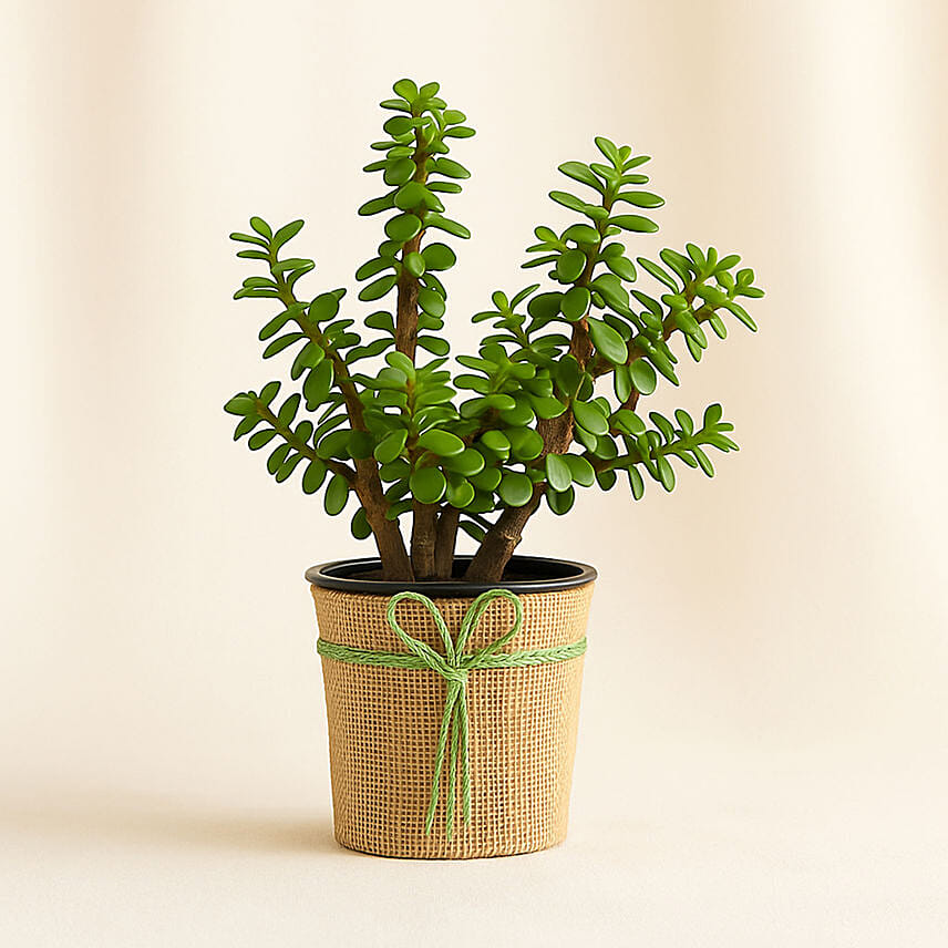 Classic Jade Plant: Terrace and Balcony Plants