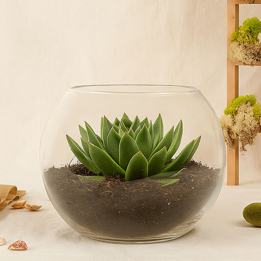 Green Echeveria in Fish Bowl Green Echeveria in Fish Bowl: Succulent Plants