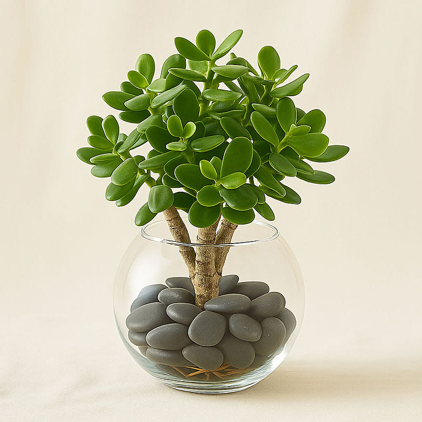 Jade Plant In Glass Bowl Jade Plant In Glass Bowl: Indoor Plants Singapore