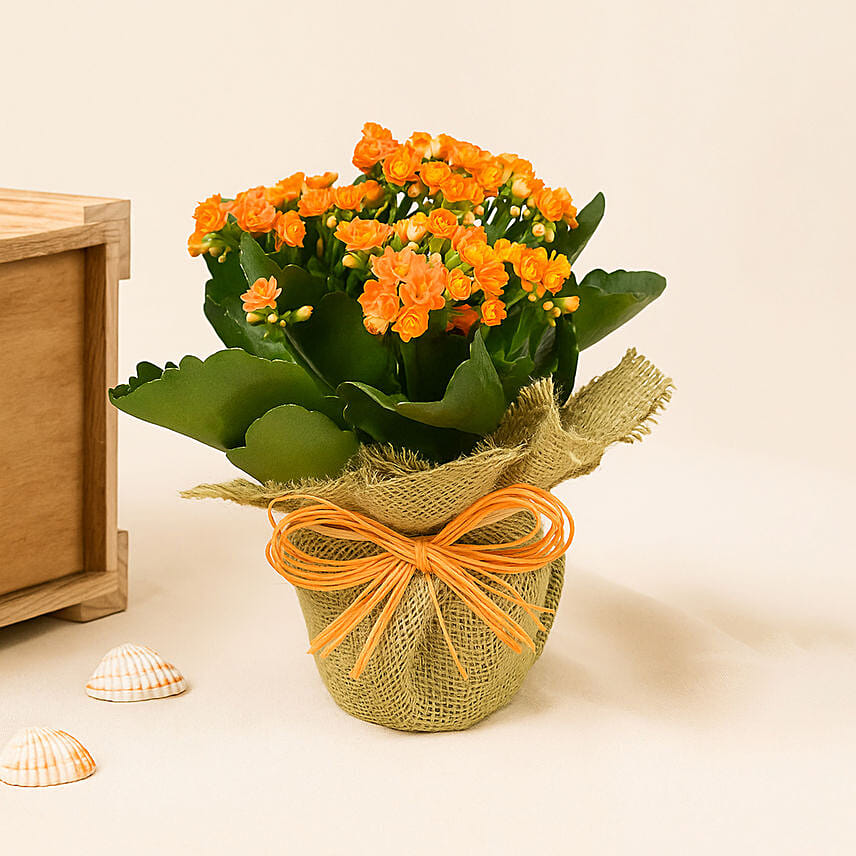 Jute Wrapped Orange Kalanchoe Plant Jute Wrapped Orange Kalanchoe Plant: Wedding Gifts
