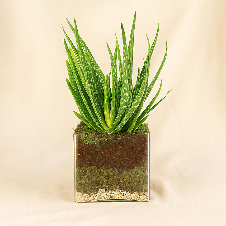 Aloe Vera Plant In Square Vase Aloe Vera Plant In Square Vase: Indoor Plants Singapore