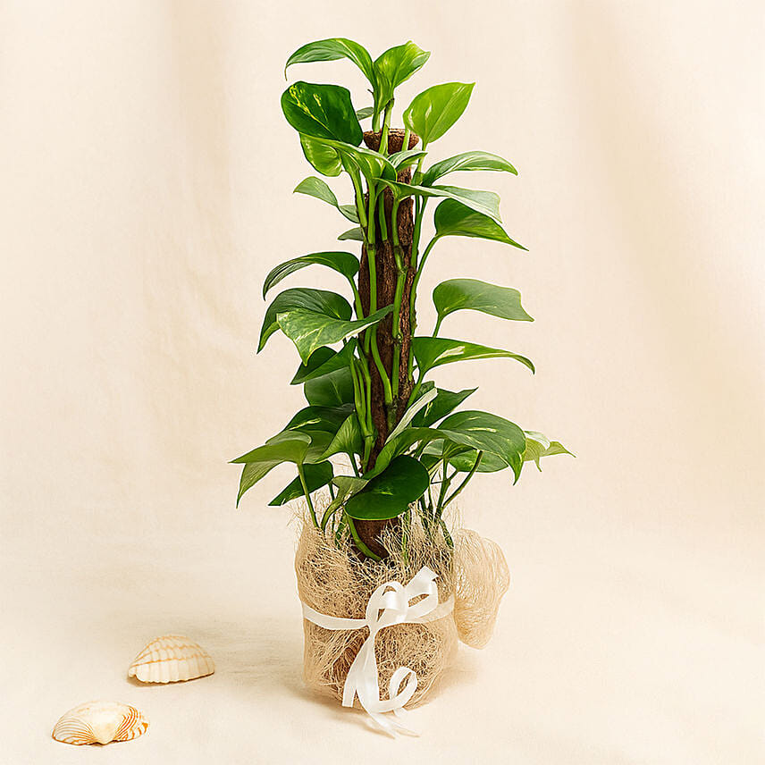 Utmost Perfection Utmost Perfection: For Women's Day