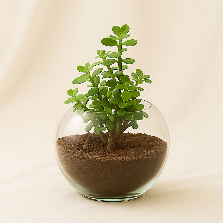 Jade Plant In Round Vase Combo Jade Plant In Round Vase Combo: New Year Plants Singapore