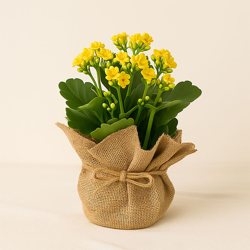 Jute Wrapped Yellow Kalanchoe Plant Jute Wrapped Yellow Kalanchoe Plant: Birthday Plants