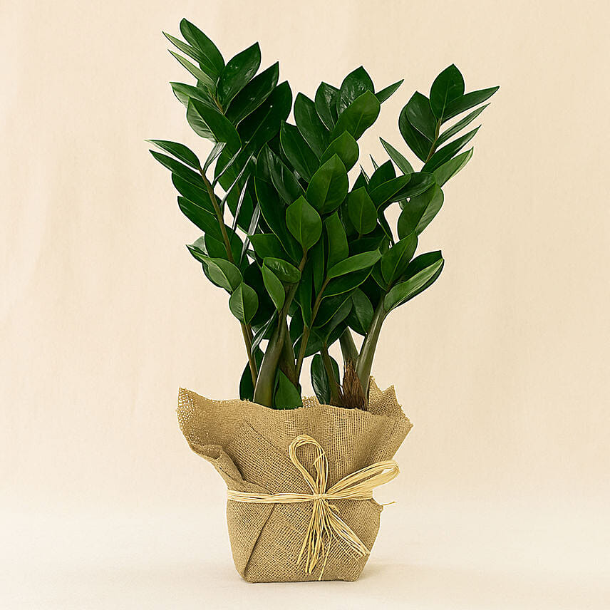 Jute Wrapped Zamia Potted Plant Jute Wrapped Zamia Potted Plant: Anniversary