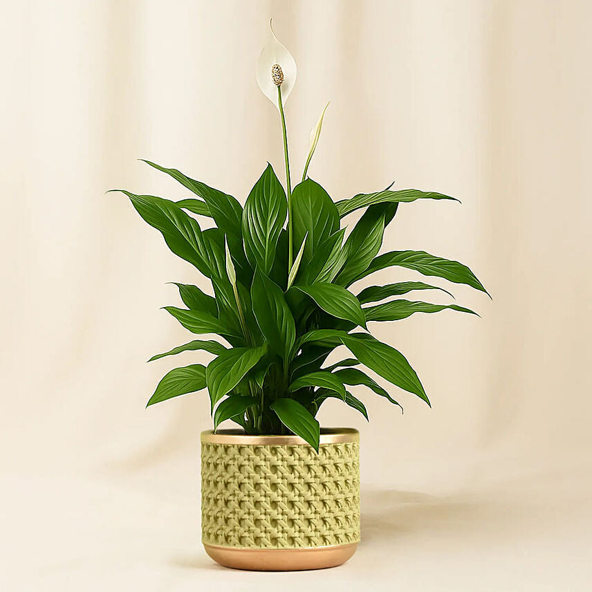 Amazing Peace Lily Plant: Gift For Friends