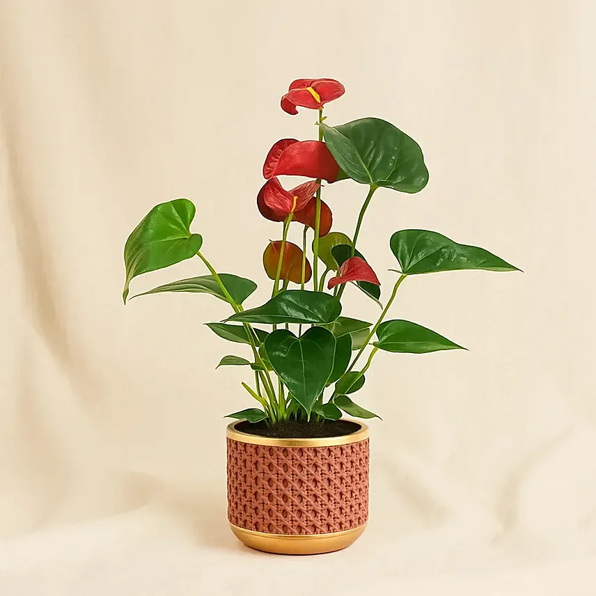 Red Anthurium In Ceramic Pot