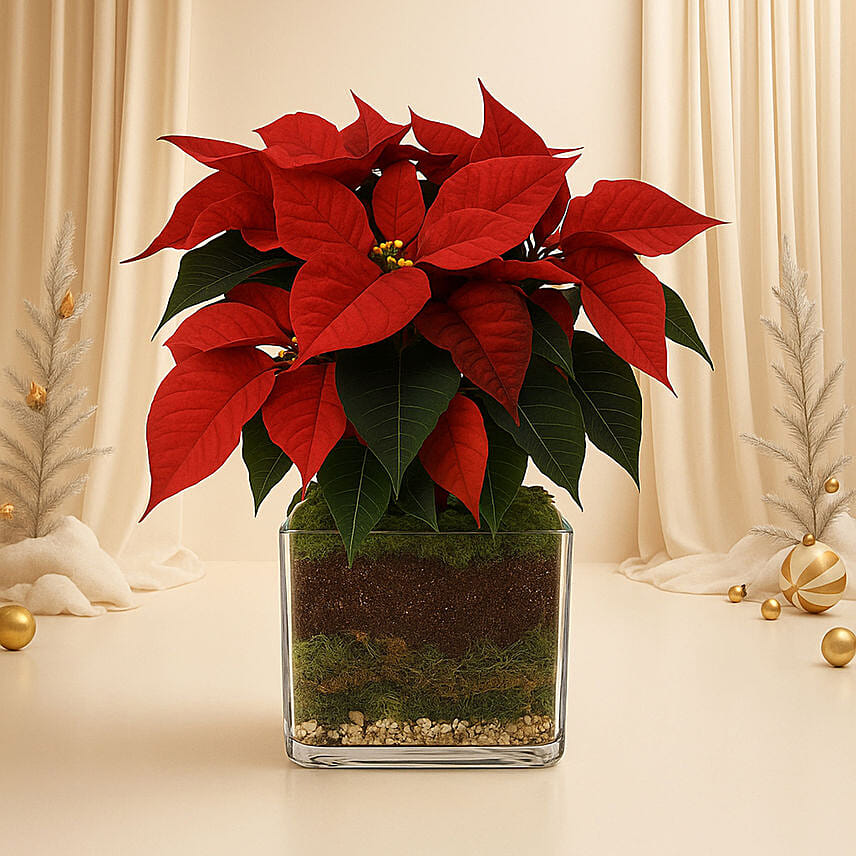 Poinsettia Plant: Poinsettia Plants