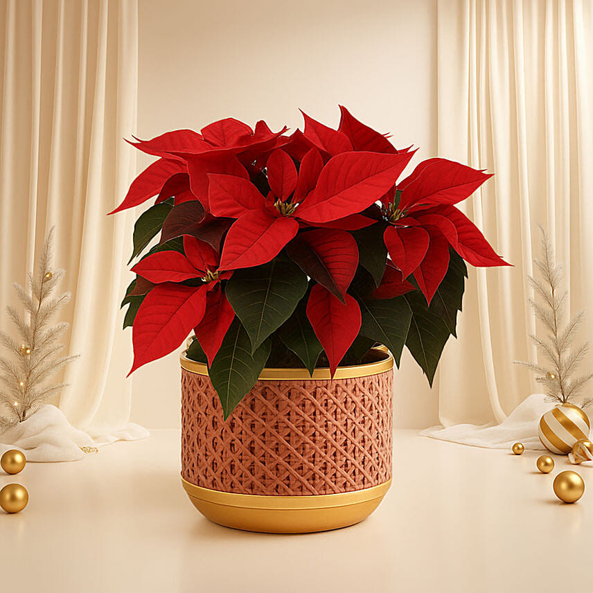 Poinsettia Plant In Plastic Pot: Poinsettia Plants