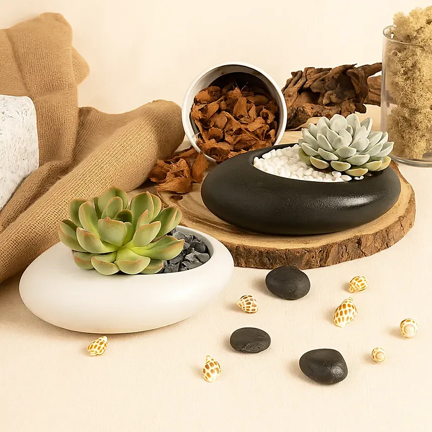Echeveria Plants Duo: Terrarium Plants