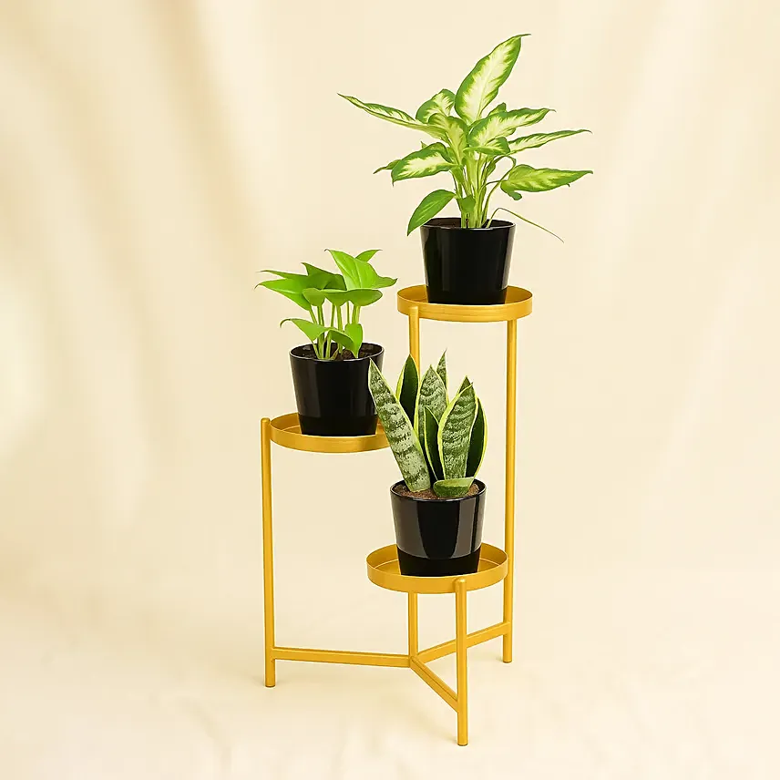 Low Maintenace Plant Decor Stand: Living Area Plants