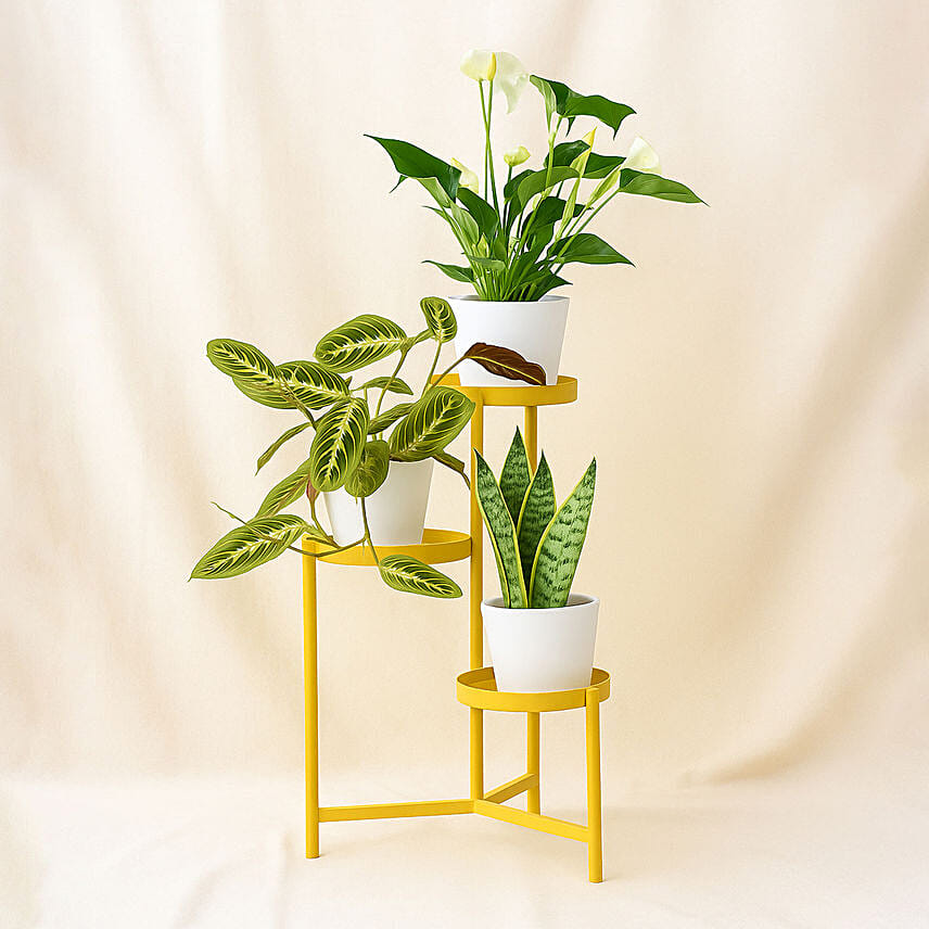 Luck and Peace Plant Stand: Living room Plants