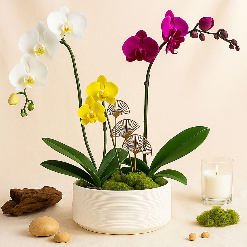 Multicolor Orchid Plants in Premium Pot: Terrariums