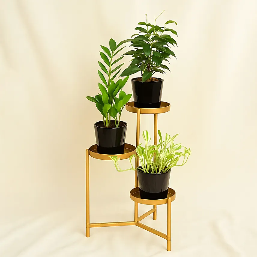Welcome Good Luck To Home Plant Stand: Living Area Plants