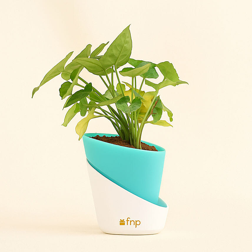 Radiant Syngonium Foliage: Air Purifying Indoor Plants