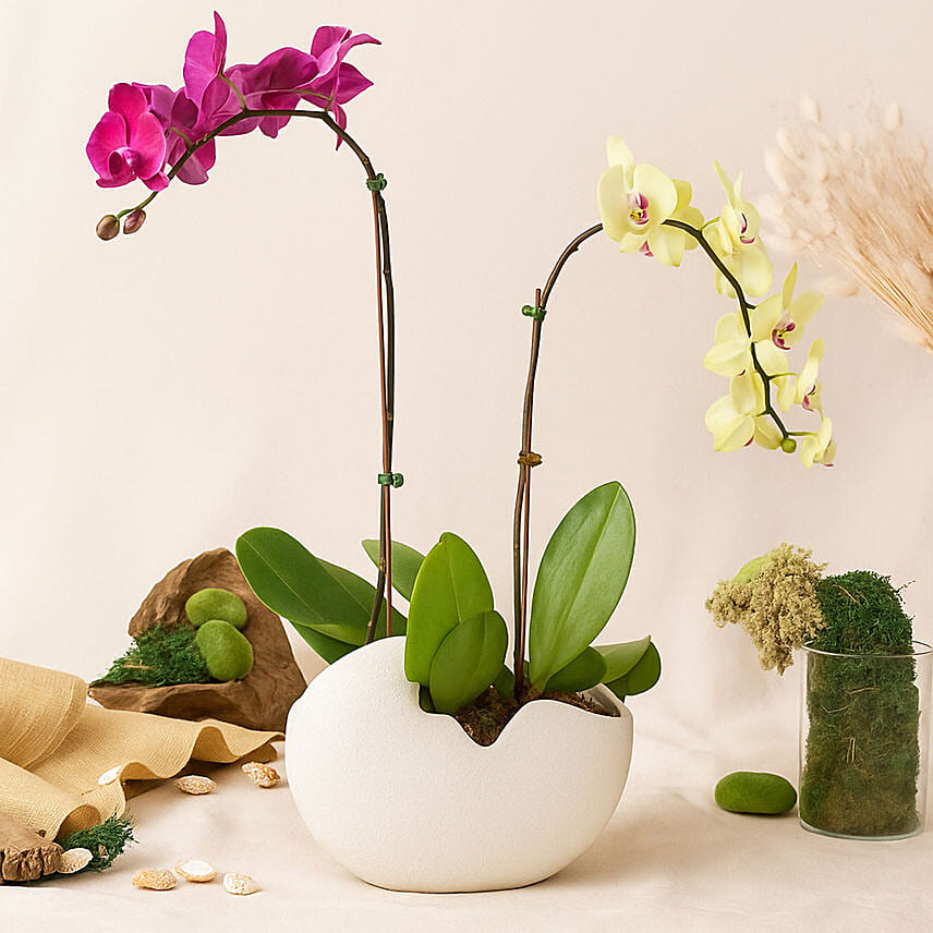 Mesmerizing Orchid Plants in Designer Base: Mid Autumn Gifts