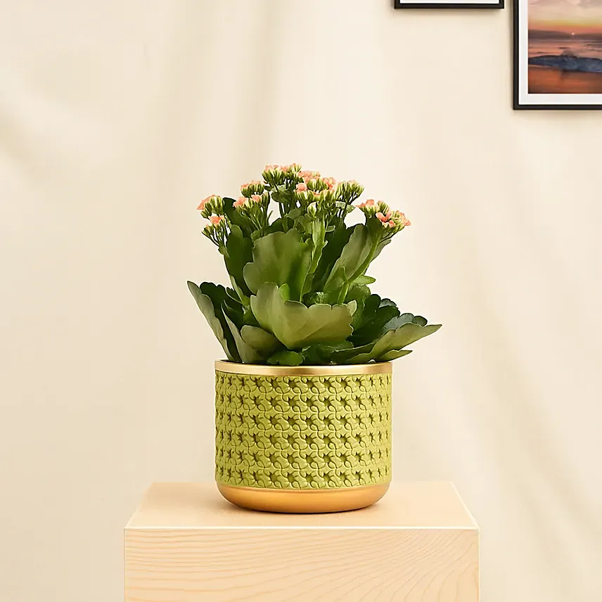 Orange Kalanchoe in Small Planter: Bathroom Plants