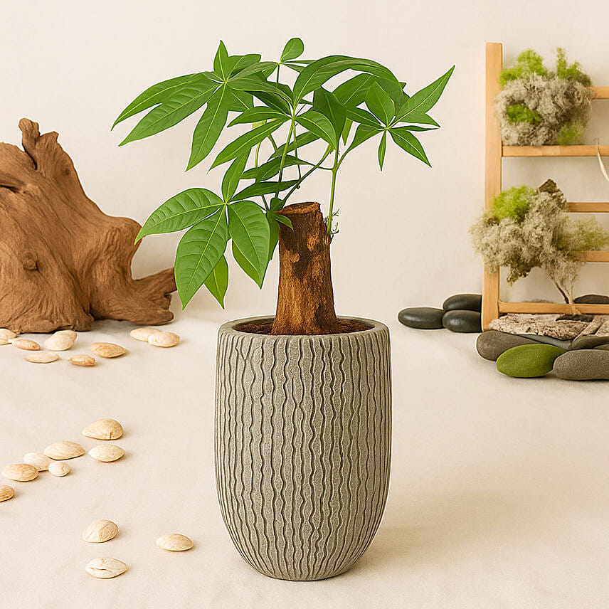 Paclcira Sail Or Pachira Good Luck Tree: Plants Singapore