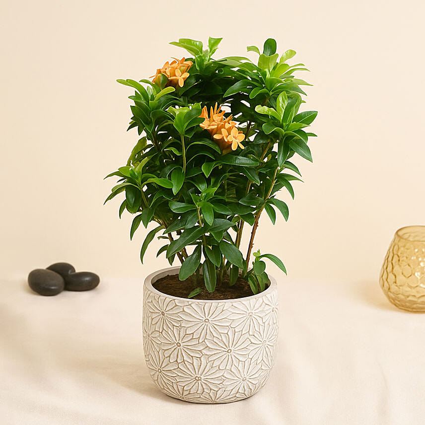 Beautiful Ixora Flower Plant In Ceramic Pot: 