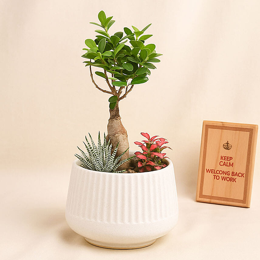 Bonsai Garden: Bathroom Plants